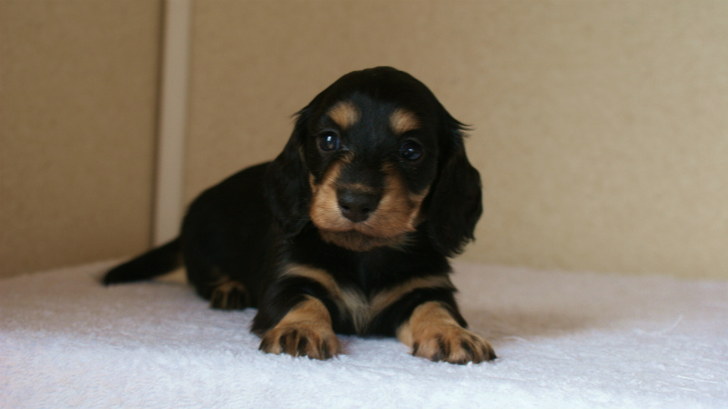 ミニチュアダックス 子犬 ブラクリ 神奈川県・F様 ミニチュアダックス 子犬 ブラクリ 神奈川県・F様
