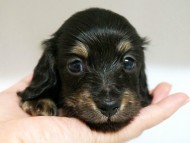 カニンヘン ダックスフンド 子犬 ブラッククリーム 女の子 カニンヘン ダックスフンド 子犬 ブラッククリーム 女の子