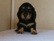 ミニチュアダックス 子犬 ブラクリ 神奈川県・F様 ミニチュアダックス 子犬 ブラクリ 神奈川県・F様