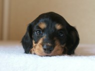 ミニチュアダックス 子犬 ブラクリ 神奈川県・Ｆ様