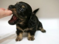 カニンヘン ダックスフンド 子犬 ブラッククリーム 女の子