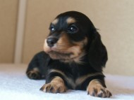 カニヘン　子犬　神奈川県・Ｆ様