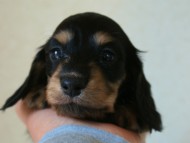 ミニチュアダックス 子犬 ブラクリ 神奈川県・Ｆ様