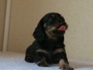 ミニチュアダックス 子犬 ブラクリ 神奈川県・Ｆ様