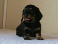 ミニチュアダックス 子犬 ブラクリ 神奈川県・Ｆ様