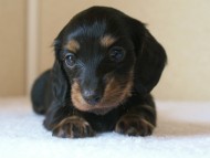 ミニチュアダックス 子犬 ブラクリ 神奈川県・Ｆ様