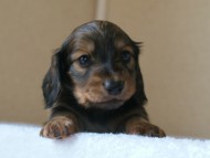 カニヘン　子犬　山梨県・Ｎ様