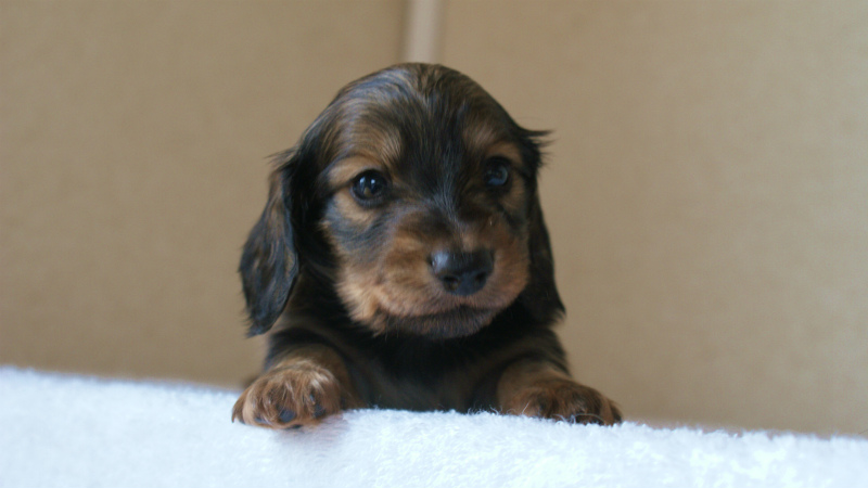 カニヘン 子犬 山梨県・N様 カニヘン 子犬 山梨県・N様