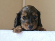 ミニチュアダックス 子犬 シェーデットクリーム　山梨県・Ｎ様