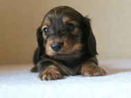 ミニチュアダックス 子犬 シェーデットクリーム　山梨県・Ｎ様