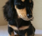 カニンヘン 子犬 ブラック&クリーム 女の子 オーナーさん募集中