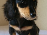 カニンヘン 子犬 ブラック&クリーム 女の子 オーナーさん募集中