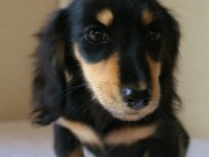 カニンヘン 子犬 ブラック&クリーム 女の子 オーナーさん募集中