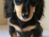 カニンヘン 子犬 ブラック&クリーム 女の子 オーナーさん募集中