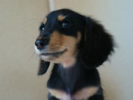 カニンヘン　子犬　オーナー募集中