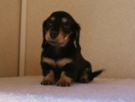 カニヘン 子犬 神奈川県・F様 カニヘン 子犬 神奈川県・F様