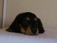 カニヘン　子犬　神奈川県・Ｆ様