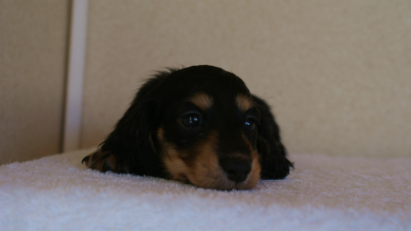 カニヘン 子犬 神奈川県・F様 カニヘン 子犬 神奈川県・F様