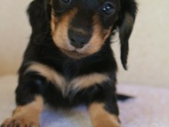 カニヘン 子犬 神奈川県・F様 カニヘン 子犬 神奈川県・F様