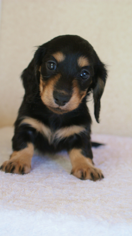 カニヘン 子犬 神奈川県・F様 カニヘン 子犬 神奈川県・F様