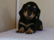 カニヘン 子犬 神奈川県・F様 カニヘン 子犬 神奈川県・F様