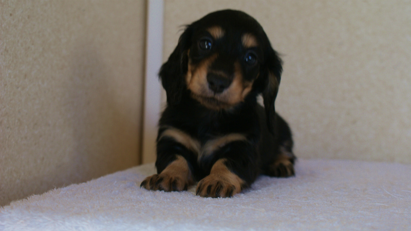 カニヘン 子犬 神奈川県・F様 カニヘン 子犬 神奈川県・F様