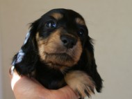 カニヘン 子犬 神奈川県・F様 カニヘン 子犬 神奈川県・F様