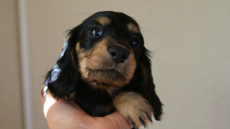 カニヘン 子犬 神奈川県・F様 カニヘン 子犬 神奈川県・F様