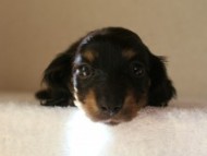 カニヘン　子犬　神奈川県・Ｆ様