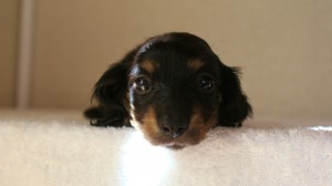 カニヘン 子犬 神奈川県・F様 カニヘン 子犬 神奈川県・F様