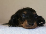 カニヘン　子犬　神奈川県・Ｆ様