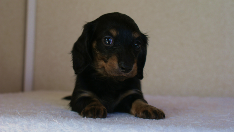 カニヘン 子犬 神奈川県・F様 カニヘン 子犬 神奈川県・F様