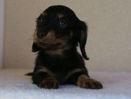 カニヘン 子犬 神奈川県・F様 カニヘン 子犬 神奈川県・F様