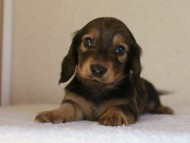 カニヘン　子犬　山梨県・Ｎ様