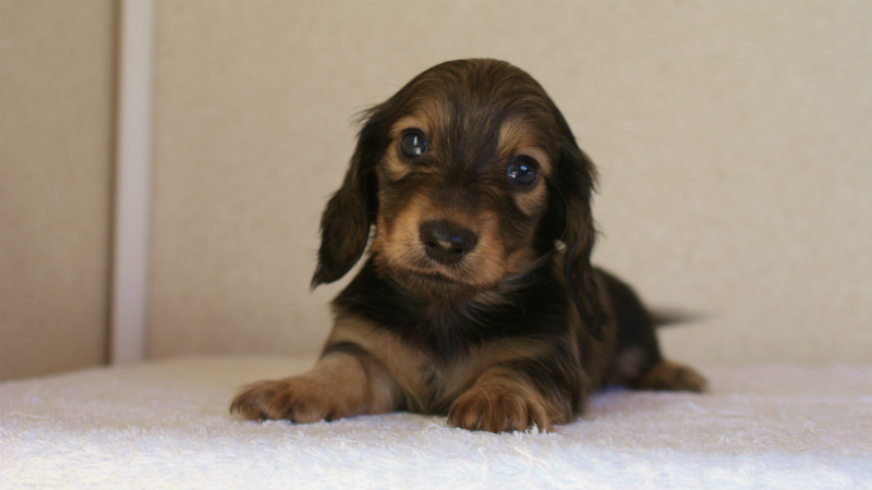カニヘン 子犬 山梨県・N様 カニヘン 子犬 山梨県・N様