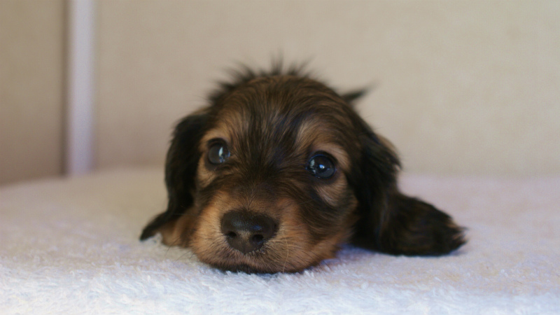 カニヘン 子犬 山梨県・N様 カニヘン 子犬 山梨県・N様