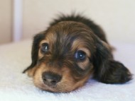 カニヘン 子犬 山梨県・N様 カニヘン 子犬 山梨県・N様