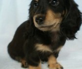 カニヘン　子犬　静岡県・Ｓ様