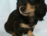 カニヘン　子犬　静岡県・Ｓ様