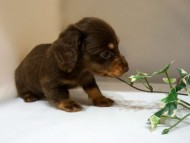 ダックスフンド リズmsの子犬 チョコタン 男の子