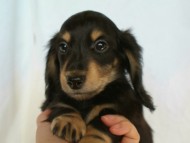 カニヘン　子犬　静岡県・Ｓ様