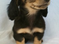 カニンヘン 子犬 神奈川県・Ｙ様