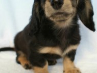 カニンヘン 子犬 神奈川県・Ｙ様