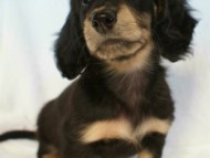 カニンヘン 子犬 神奈川県・Ｙ様