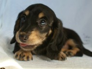 カニヘン 子犬 神奈川県・Y様 カニヘン 子犬 神奈川県・Y様