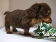 ダックスフンド リズmsの子犬 チョコタン 男の子 ダックスフンド リズmsの子犬 チョコタン 男の子