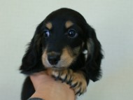 カニンヘン 子犬 神奈川県・Ｙ様