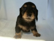 カニヘン 子犬 ブラック&クリーム カニヘン 子犬 ブラック&クリーム