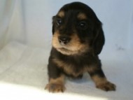 カニヘン 子犬 ブラック&タン カニヘン 子犬 ブラック&タン