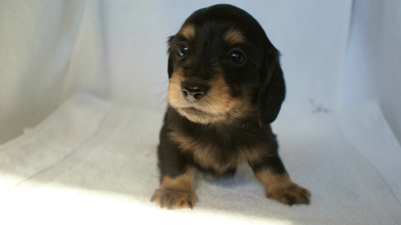 カニヘン 子犬 ブラック&クリーム カニヘン 子犬 ブラック&クリーム
